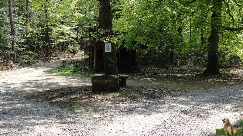 Ritterstein Nr. 199-8 Birkenhördter Linde.JPG - Ritterstein Nr.199 Birkenhördter Linde